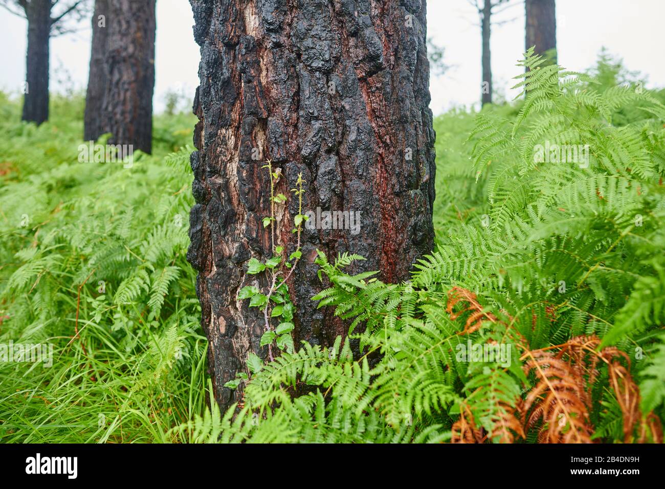 Pinewood, Black Pine, Pinus nigra, True Worm Fern, Dryopteris filix-mas, Basque Country, Spain Stock Photo