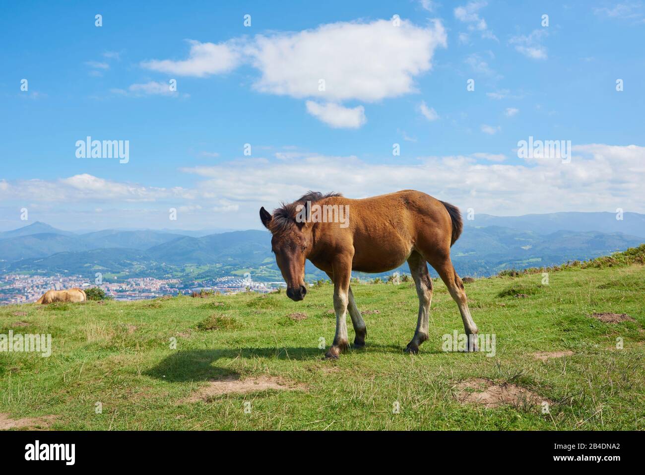 Pferdefohlen (Equus ferus caballus) stehen auf einer Almwiese am Jizkibel Berg am Jakobsweg, Baskenland, Spanien Stock Photo