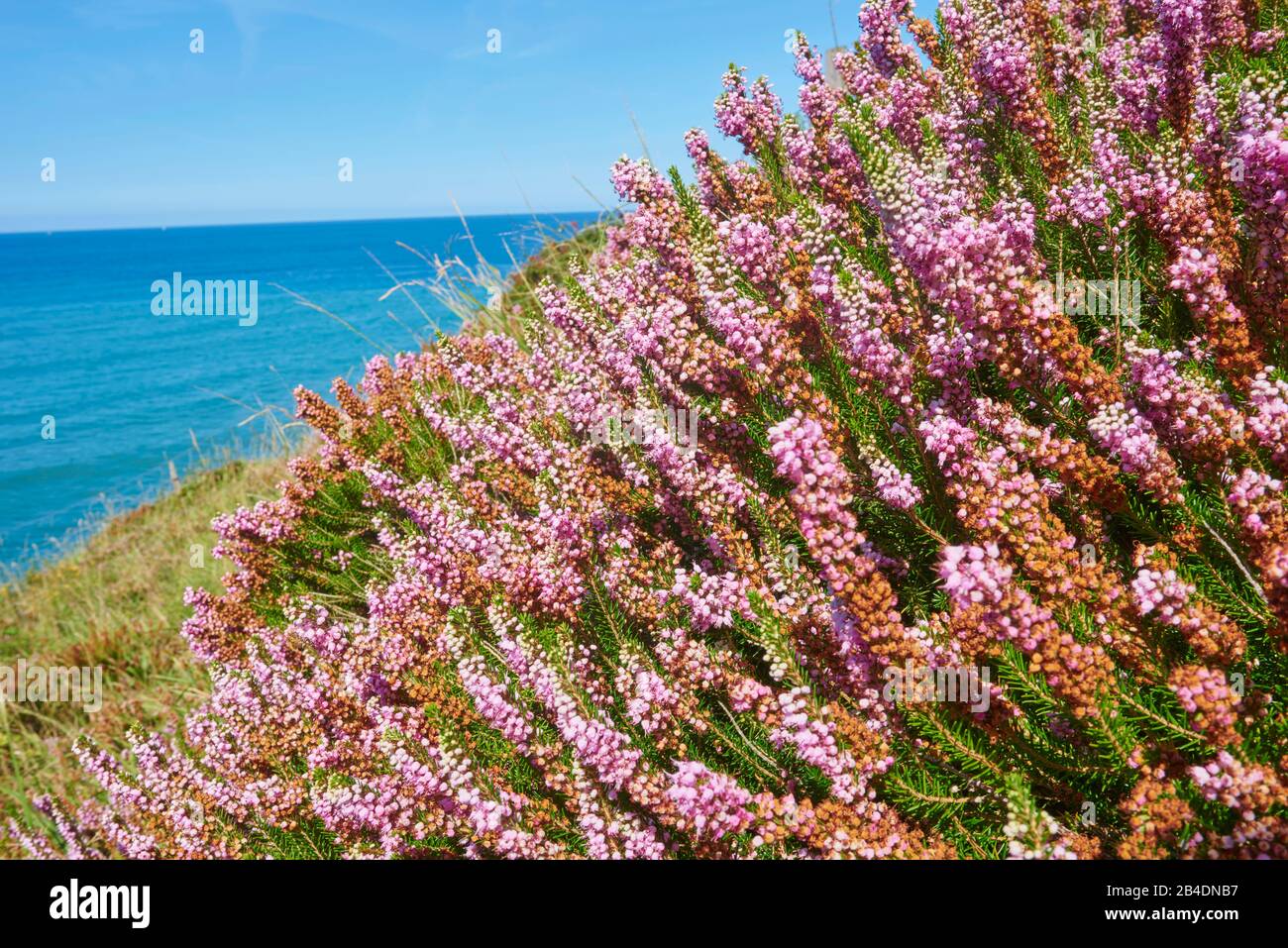 Blooming Spiek Heath (Erica spiculifolia) with the atlantic ocean in the background at the Camino del Norte, coastal path, Way of St. James, Camino de Stock Photo
