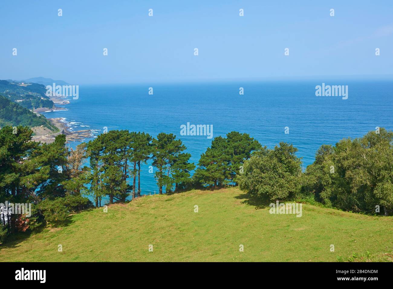 Landscape, black pines, Pinus nigra, on the slope near Deba on the Way of St. james, Basque Country, Spain Stock Photo