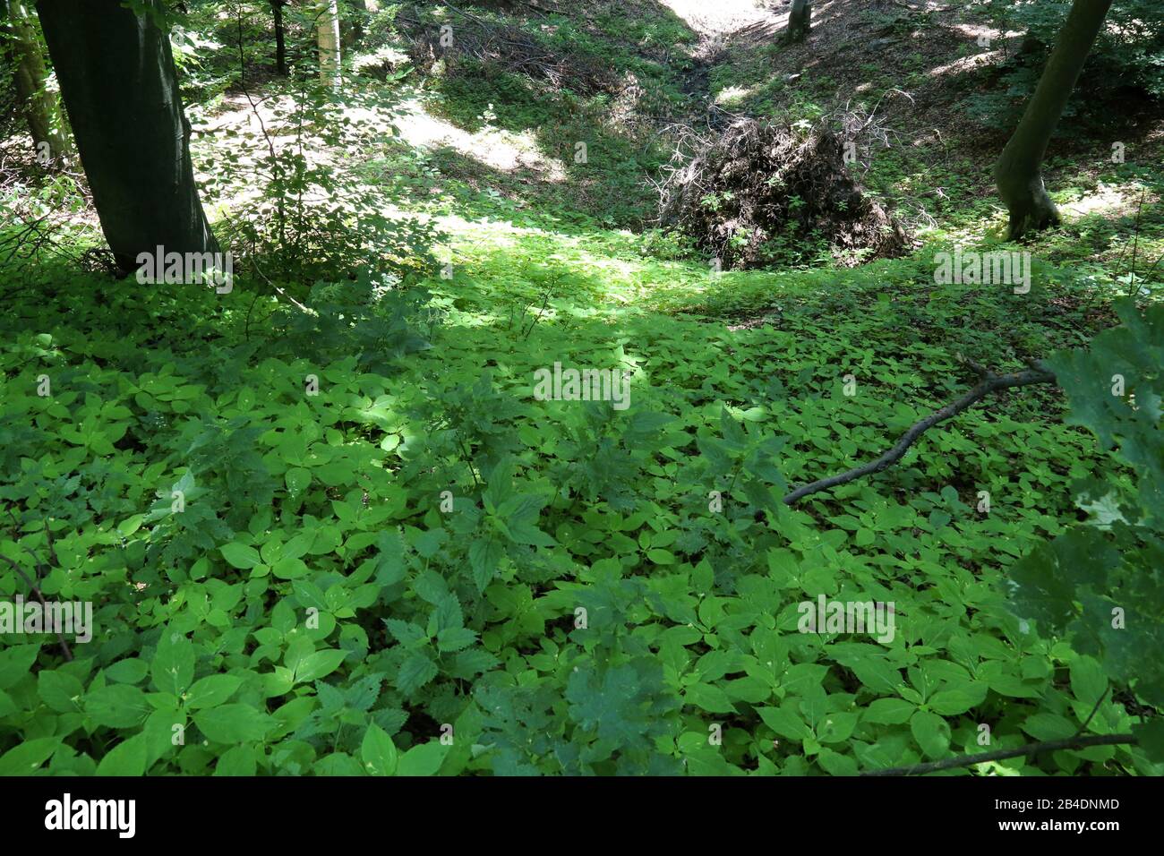 Wild plant shot in hi-res stock photography and images - Alamy