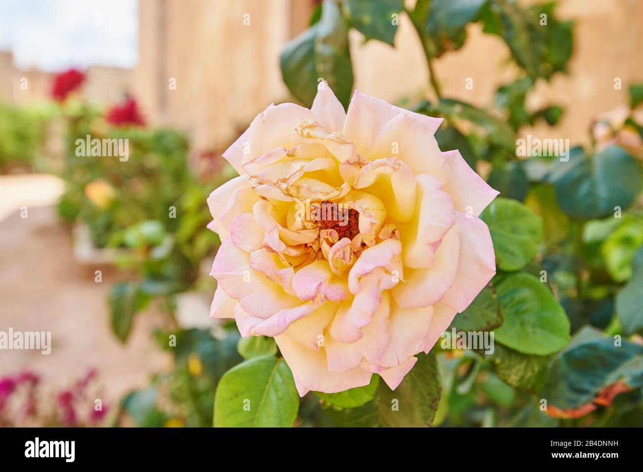 Pink cultivated rose, pink, garden rose, blossom, flower, Crete, Greece Stock Photo