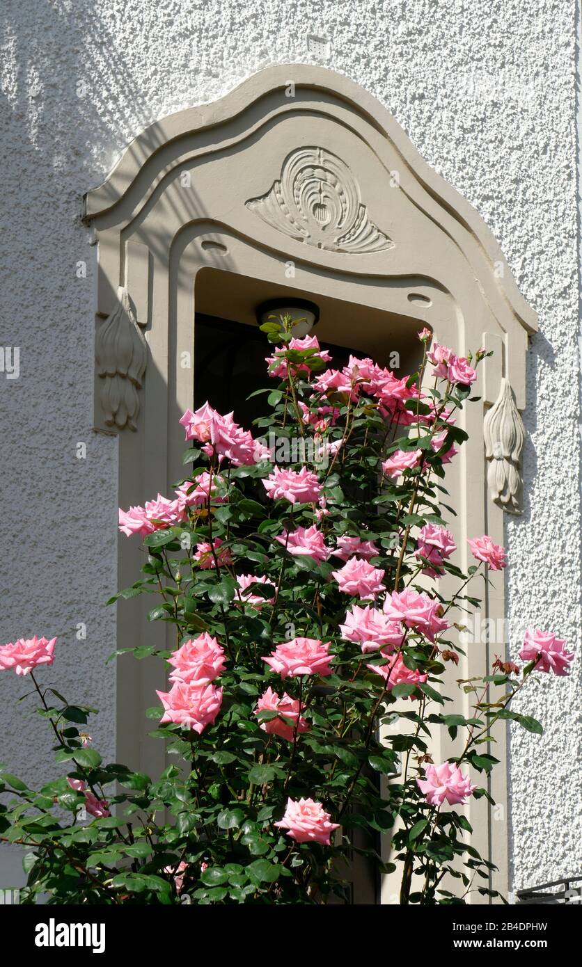 Pink climbing roses in front of entrance of altbremer house hires