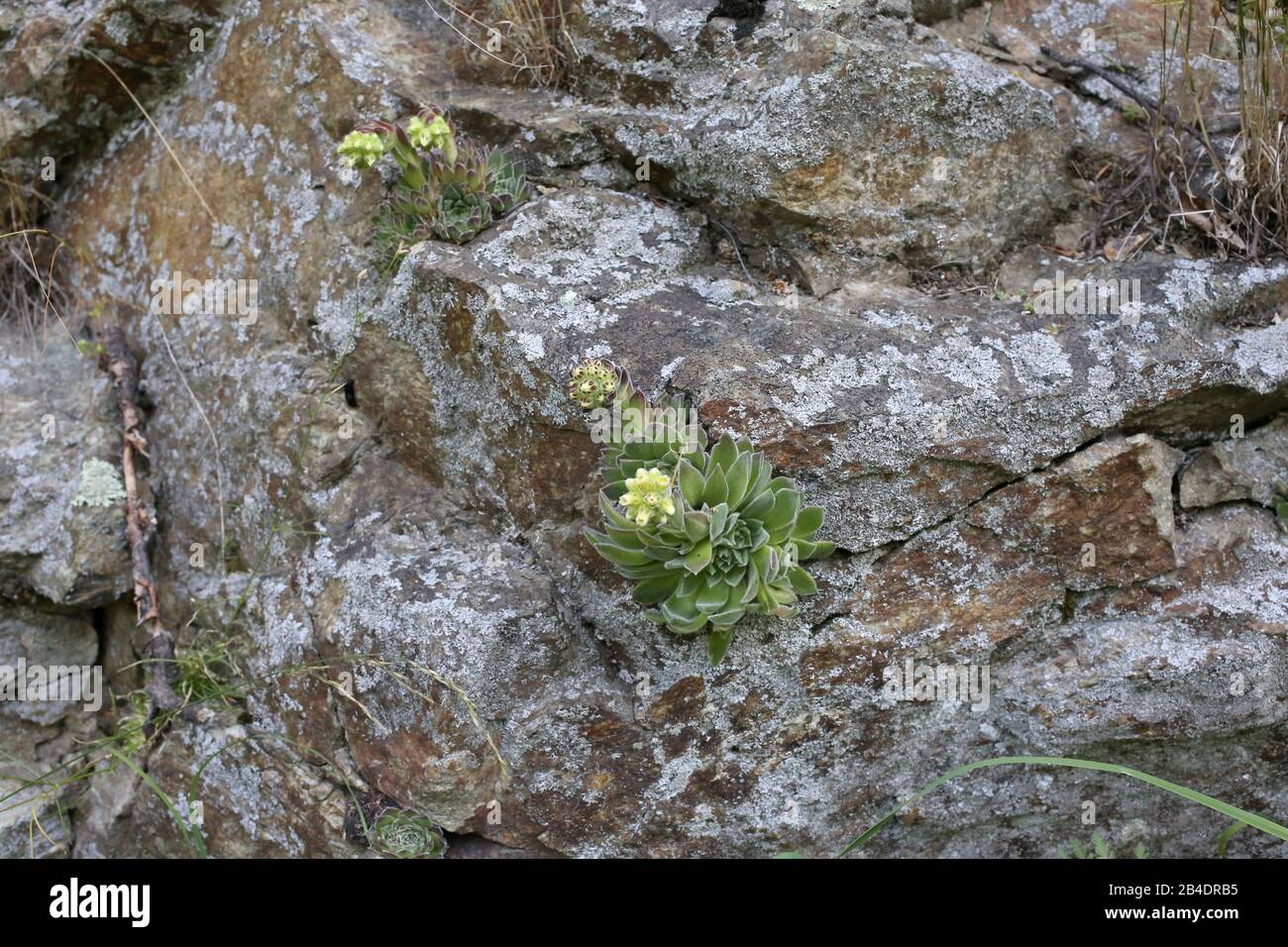 Jovibarba heuffelii - Wild plant shot in summer. Stock Photo