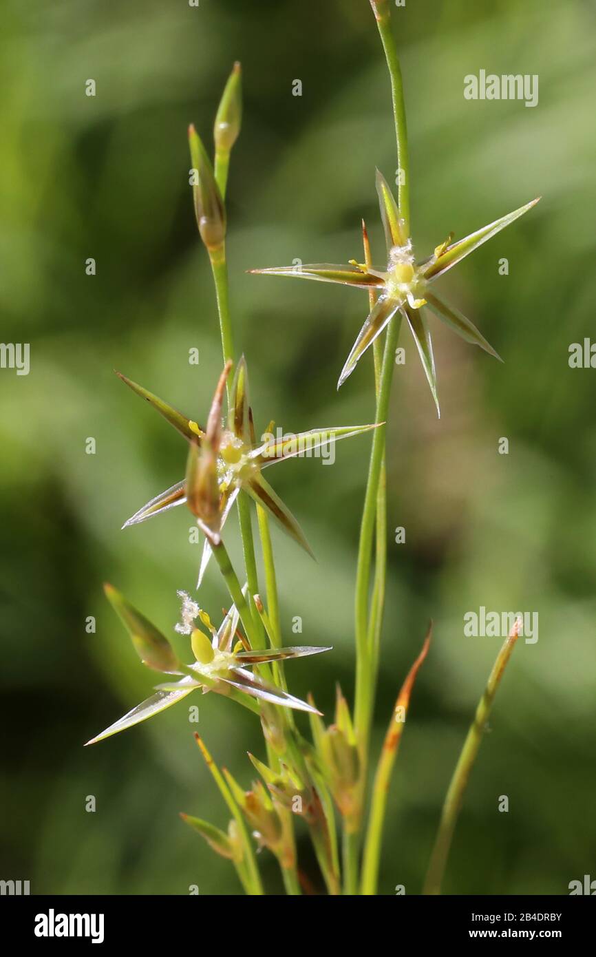 Juncus bufonius - Wild plant shot in summer. Stock Photo