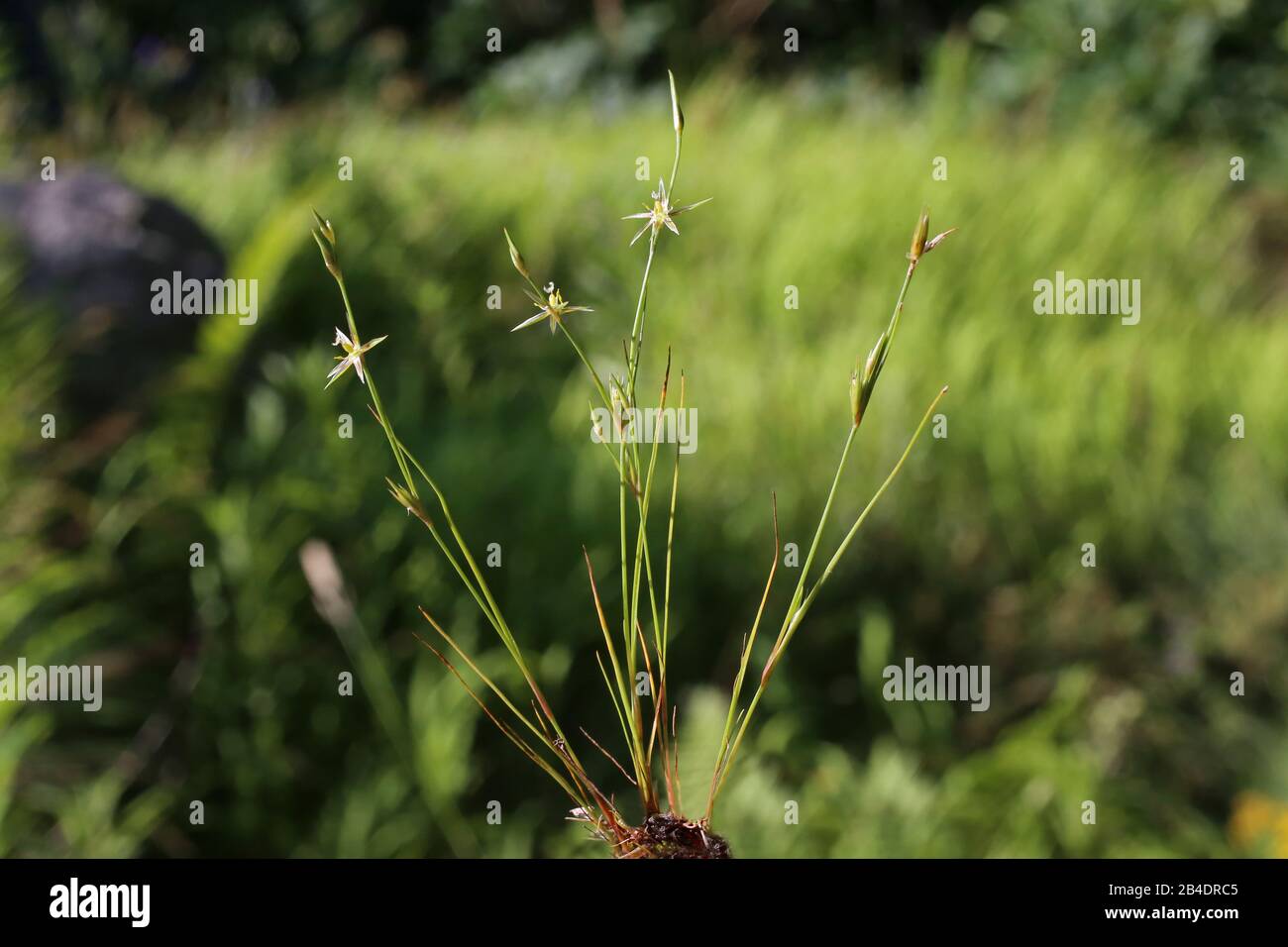 Juncus bufonius - Wild plant shot in summer. Stock Photo