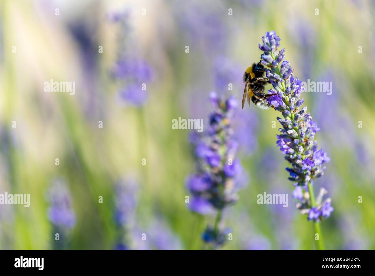 Pescoluse, Salve, Lecce province, Salento, Apulia, Italy, Europe. A bumblebee (Bombus) on a lavender bush (Lavandula) Stock Photo
