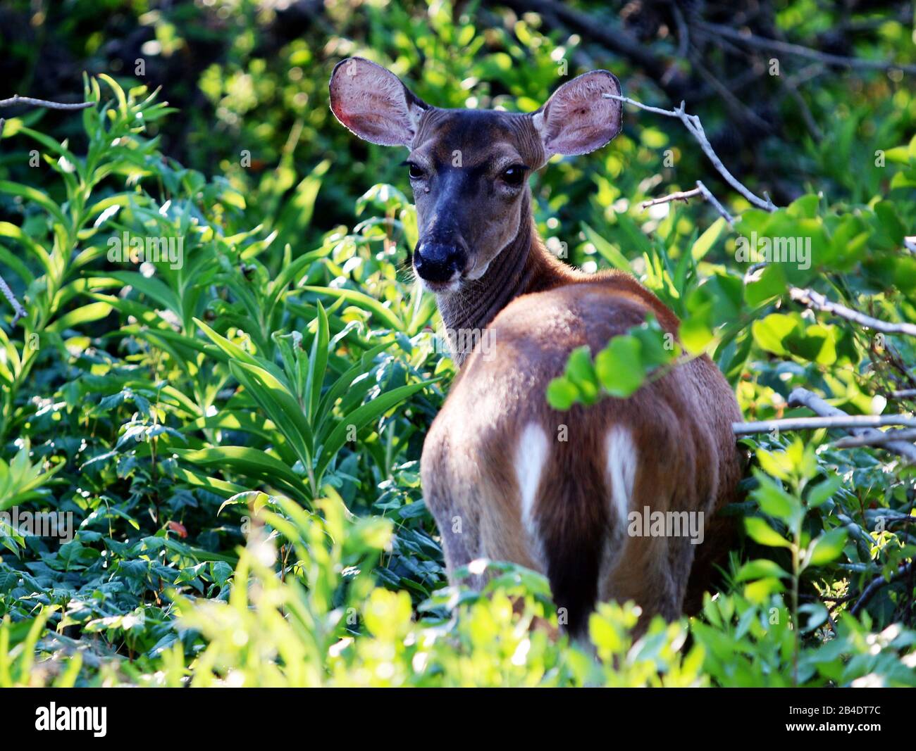 Fire island deer hi-res stock photography and images - Alamy