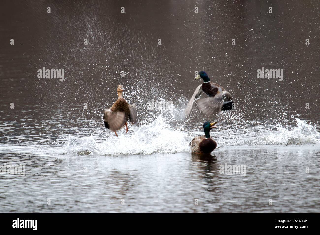 Two male mallard ducks fight over a female at a local state park in new york Stock Photo