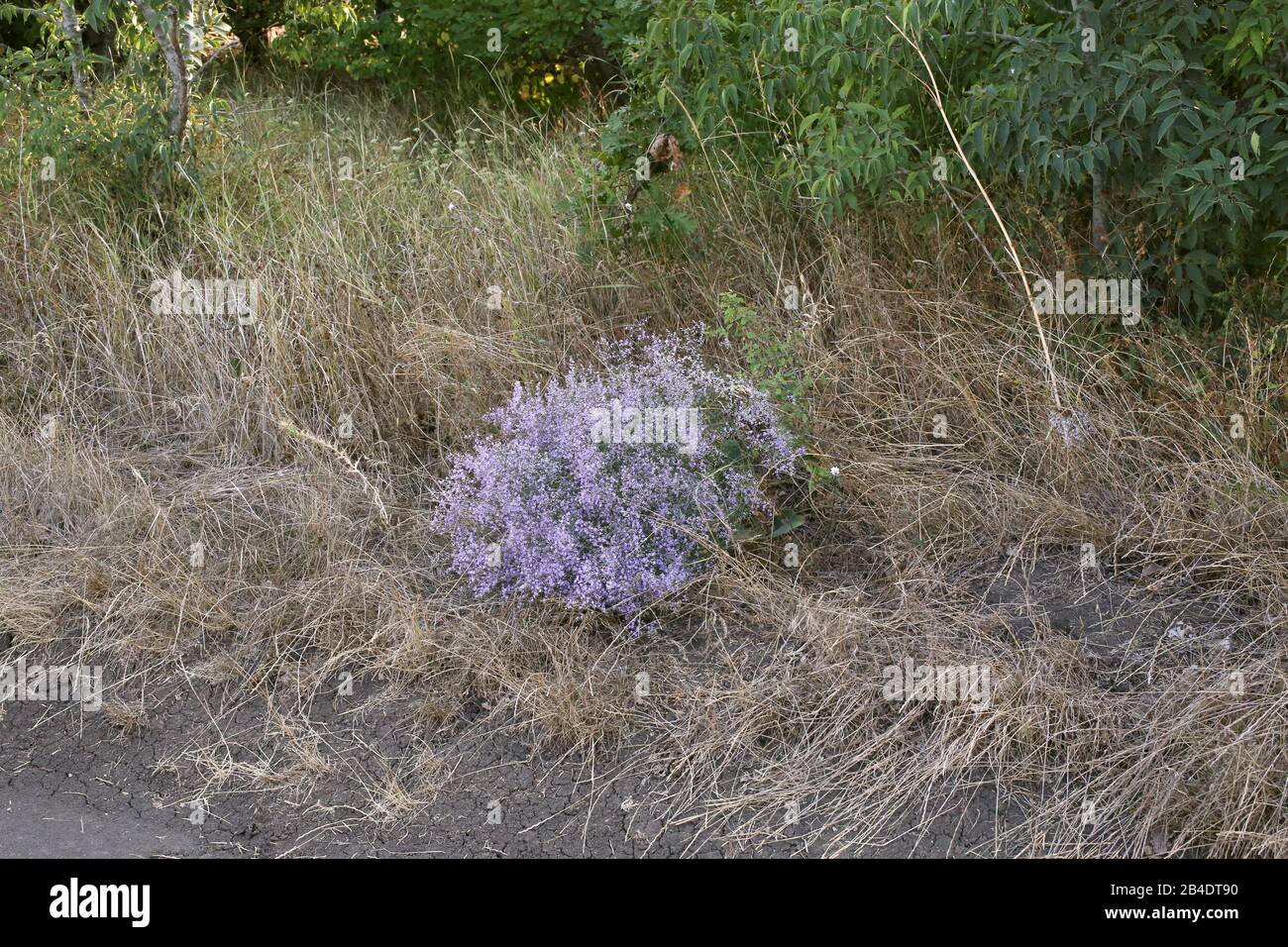 Limonium latifolium - Wild plant shot in summer. Stock Photo