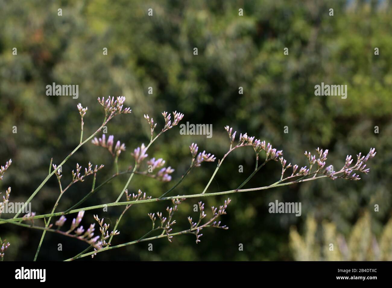 Limonium meyeri - Wild plant shot in summer. Stock Photo