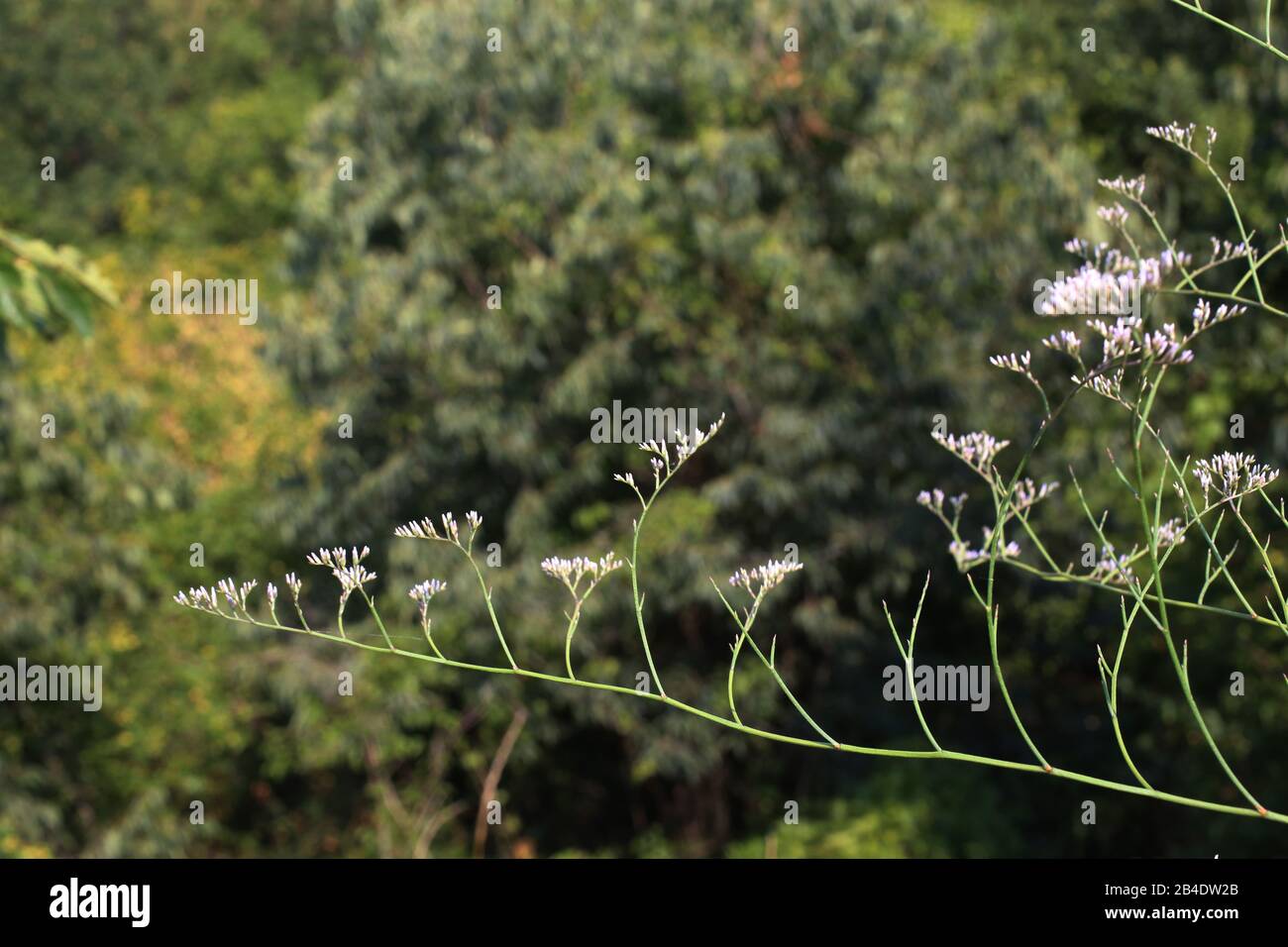 Limonium meyeri - Wild plant shot in summer. Stock Photo