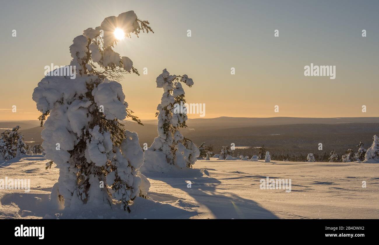 Snowy trees at the top of the fell in Finland's Lapland Stock Photo
