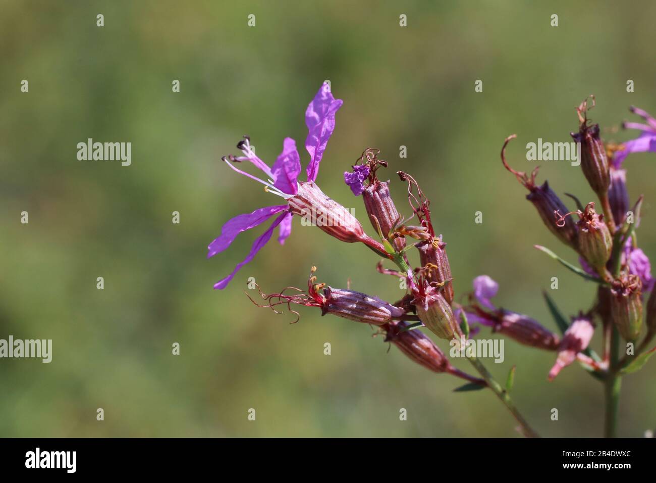 Lythrum virgatum - Wild plant shot in summer. Stock Photo