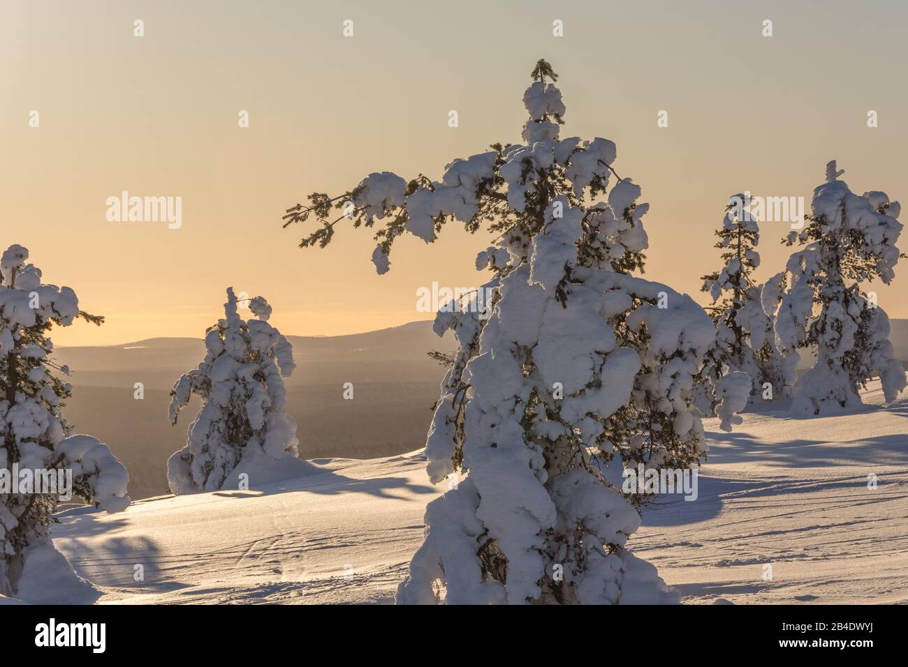 Snowy trees at the top of the fell in Finland's Lapland Stock Photo