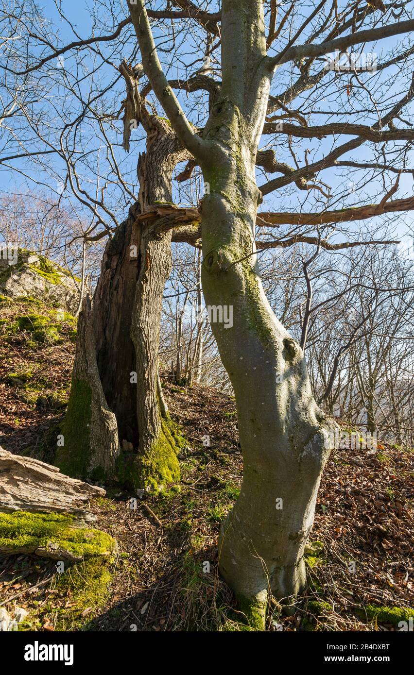 Crippled beech and hollow trunk of an old oak Stock Photo