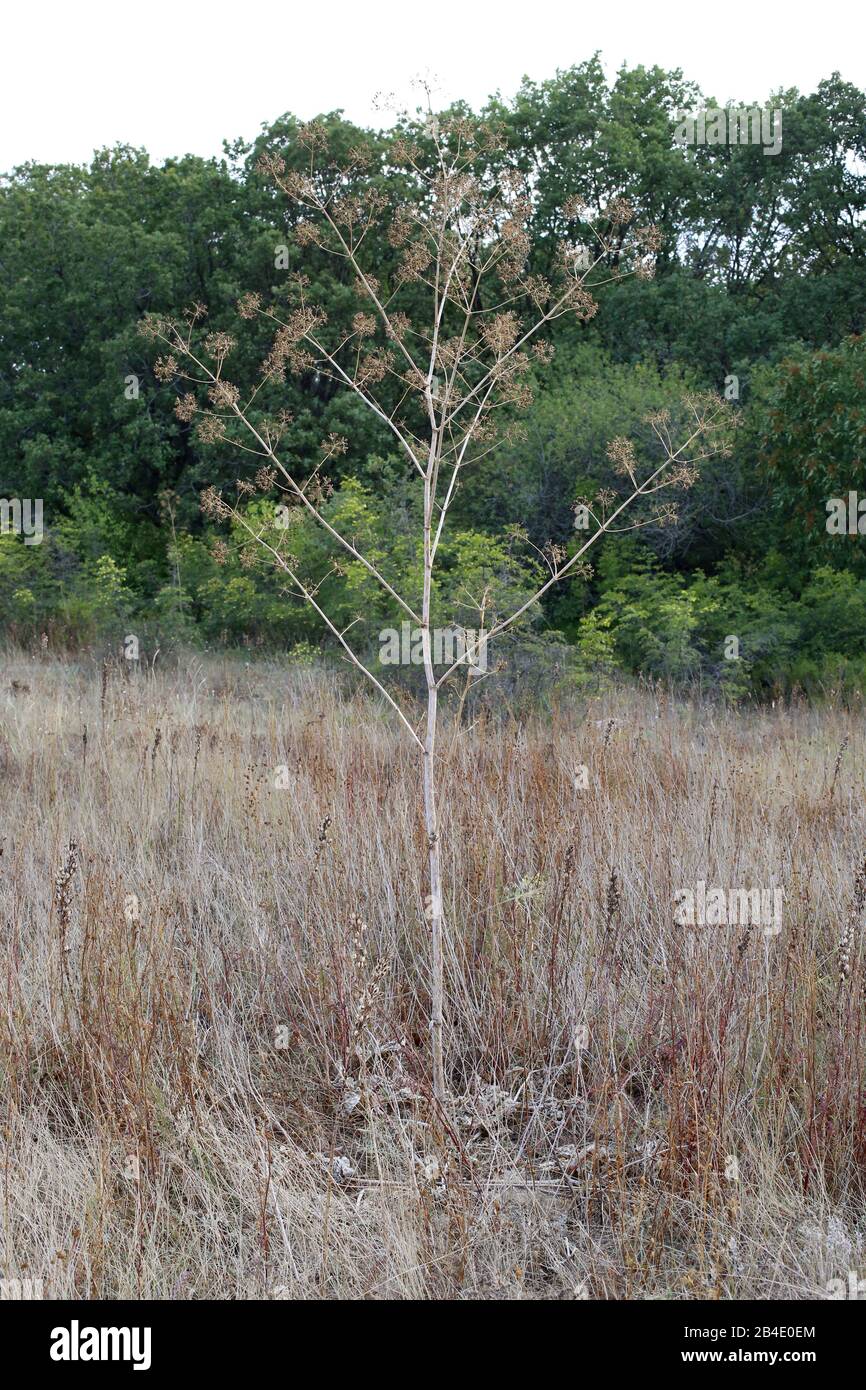 Opopanax chironium subsp. bulgaricum - Wild plant shot in summer. Stock Photo
