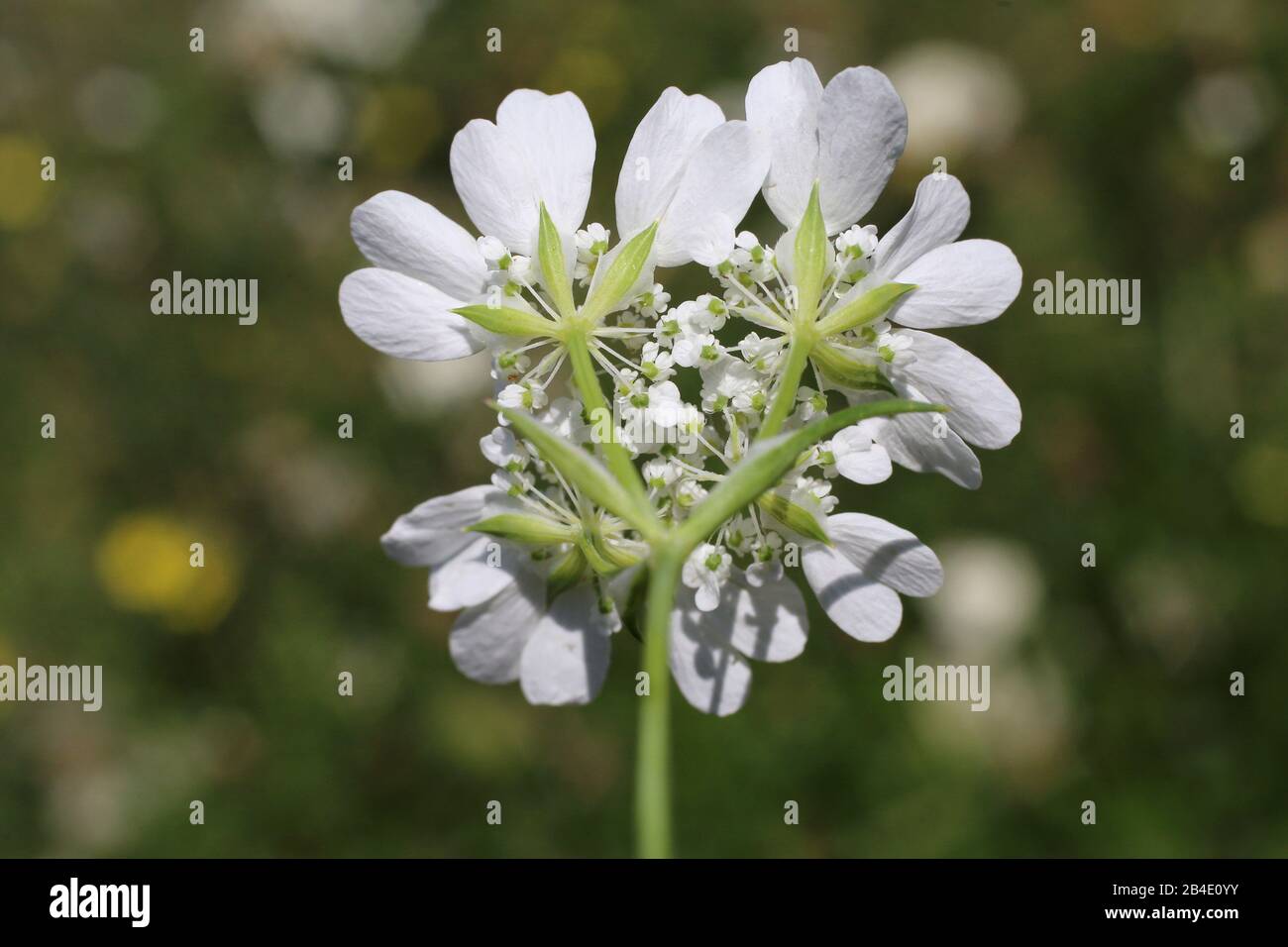 Orlaya grandiflora - Wild plant shot in summer. Stock Photo