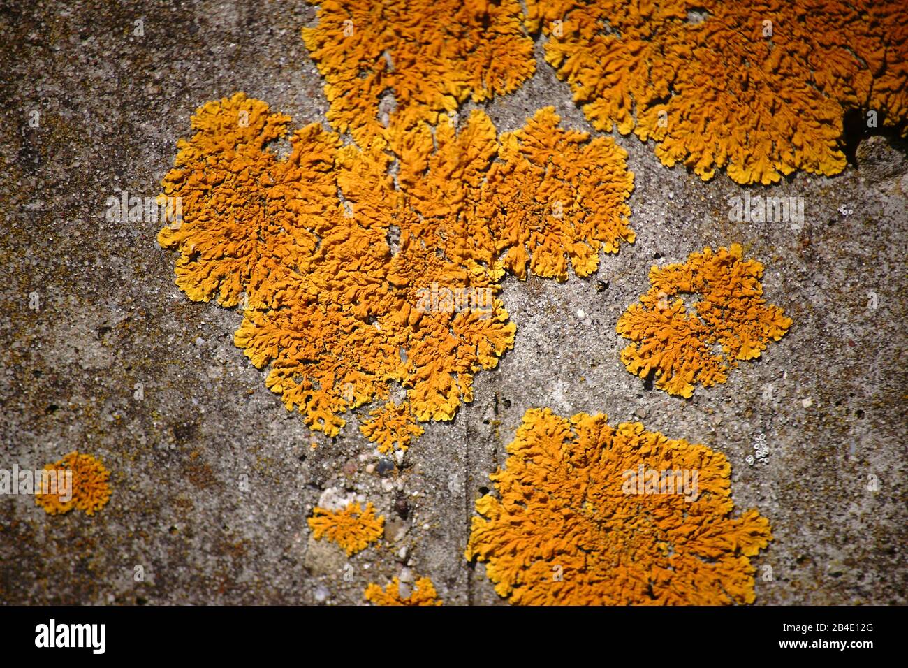 The macro closeup of a yellow lichen on a concrete background. Stock Photo