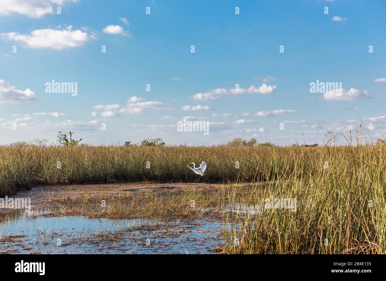 Silberreiher (Casmerodius albus), (Egretta alba) im Flug, Sumpfgebiet, Safari Park, Everglades-Nationalpark, Florida, USA, Nordamerika Stock Photo