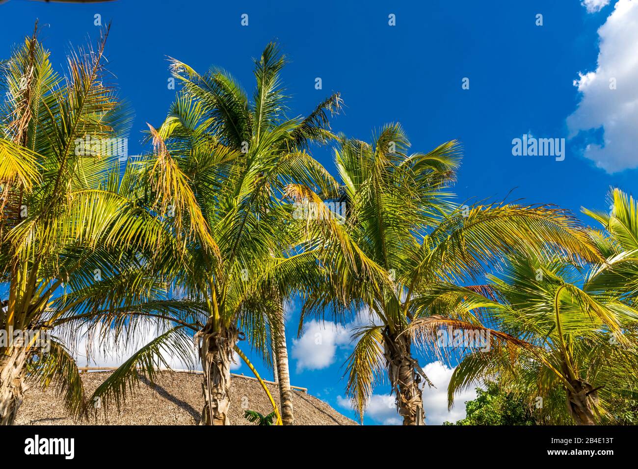Palmen, Safari Park, Everglades-Nationalpark, Florida, USA, Nordamerika Stock Photo