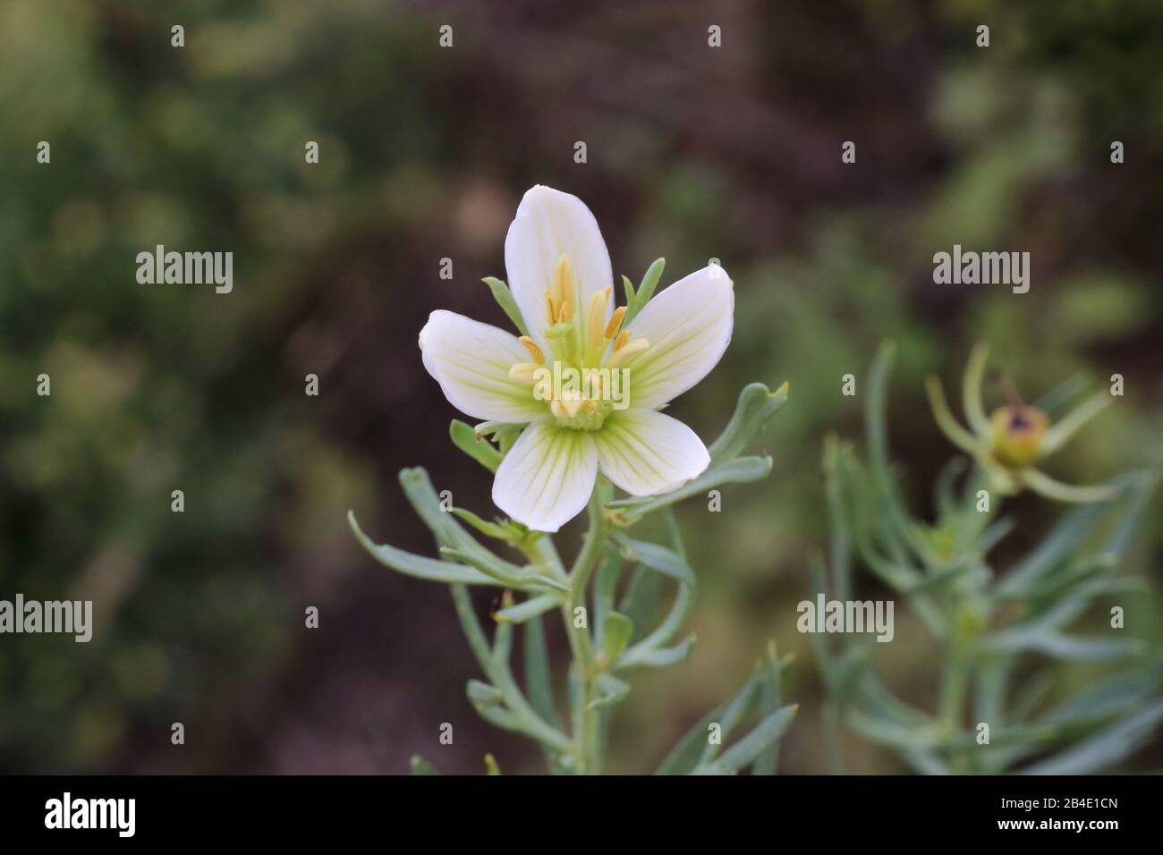 Peganum harmala - Wild plant shot in summer. Stock Photo