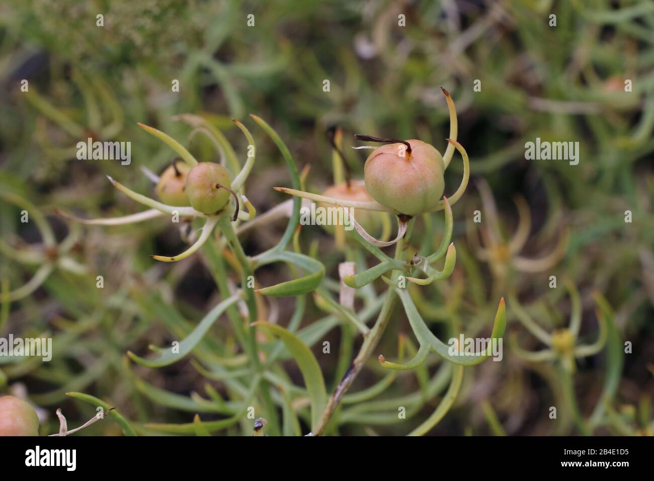 Peganum harmala - Wild plant shot in summer. Stock Photo