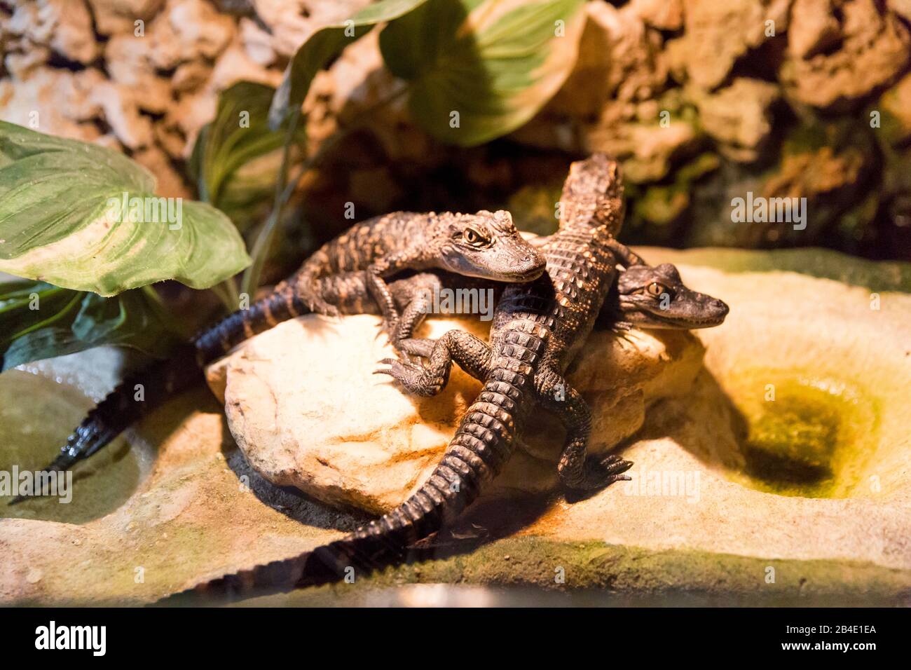 Alligatoren-Babys im Terrarium, Safari Park, Everglades-Nationalpark, Florida, USA, Nordamerika Stock Photo