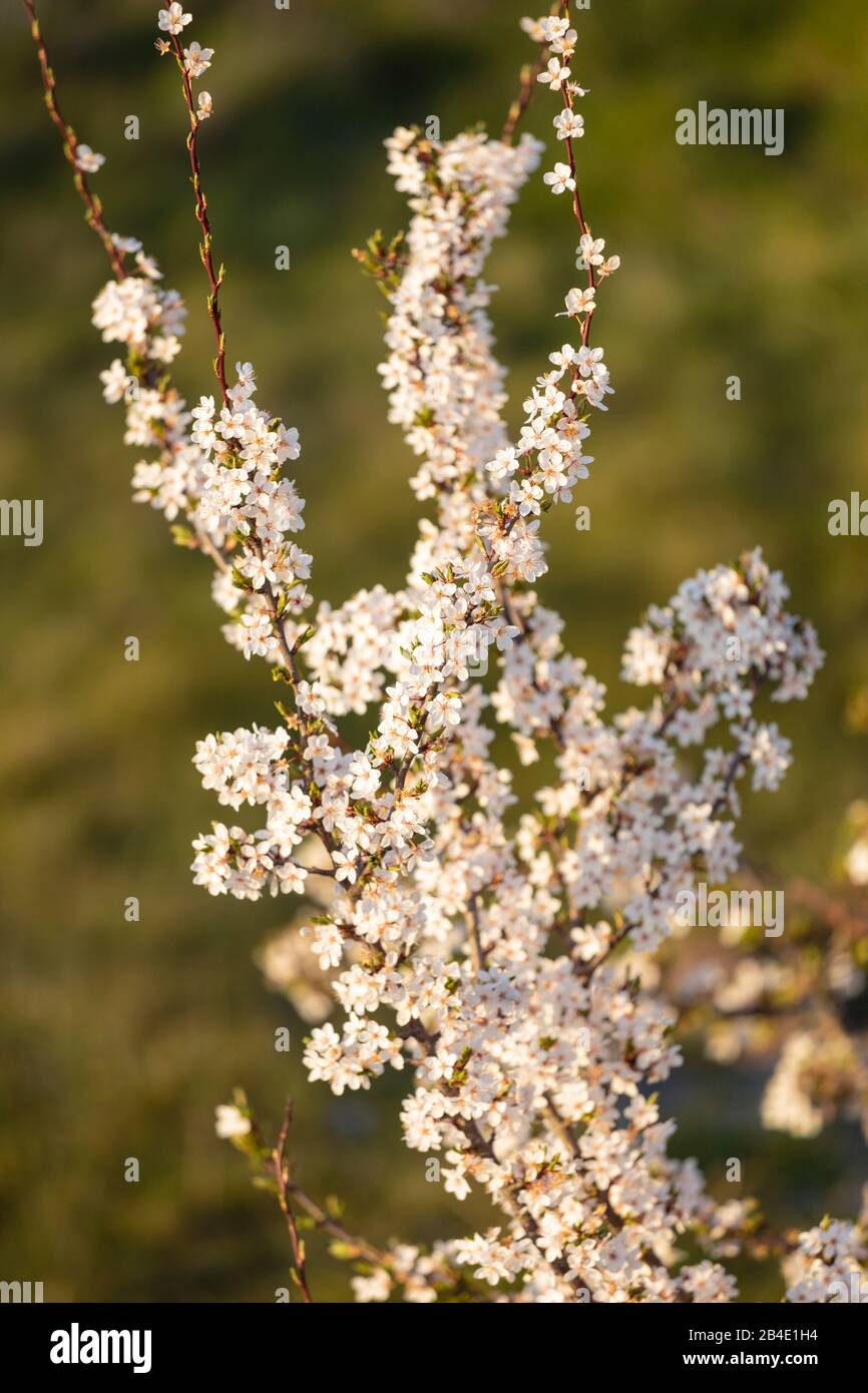 Spring bloom on west coast hi-res stock photography and images - Alamy