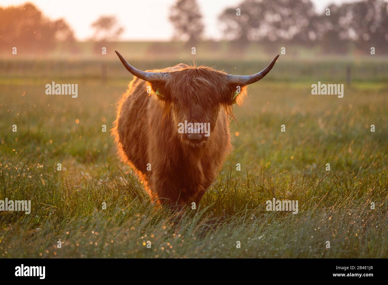 Europa, Deutschland, Niedersachsen, Otterndorf, Schottisches Hochlandrind auf der Weide hinter dem Deich, im Abendlicht nach einem starken Sommerregen Stock Photo