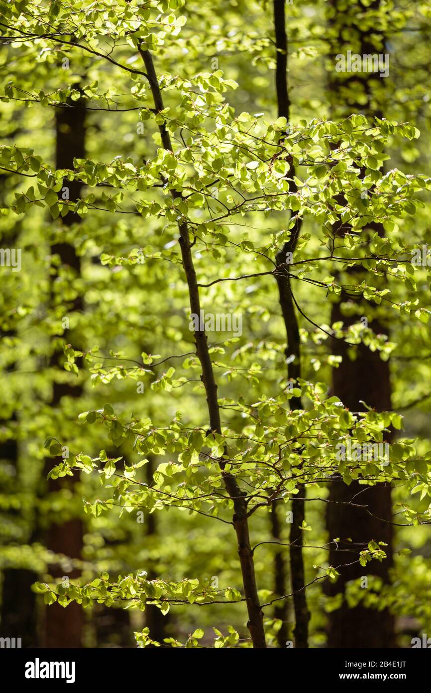 Europe, Germany, Lower Saxony, Wingst, Young Beech Leaves in Wingster Forest, Stock Photo