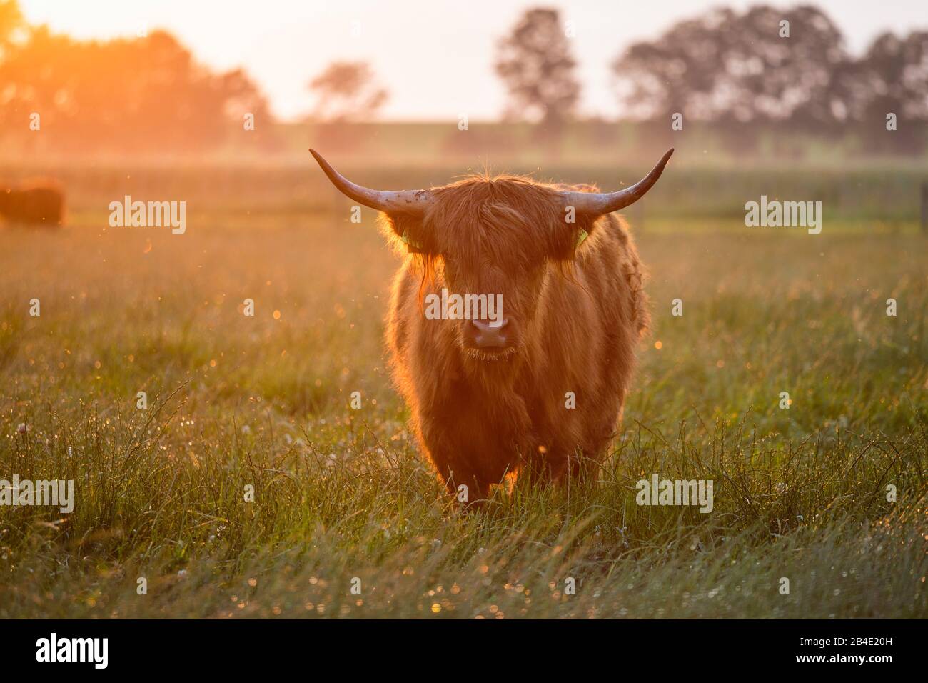 Europa, Deutschland, Niedersachsen, Otterndorf, Schottisches Hochlandrind auf der Weide hinter dem Deich, im Abendlicht nach einem starken Sommerregen Stock Photo