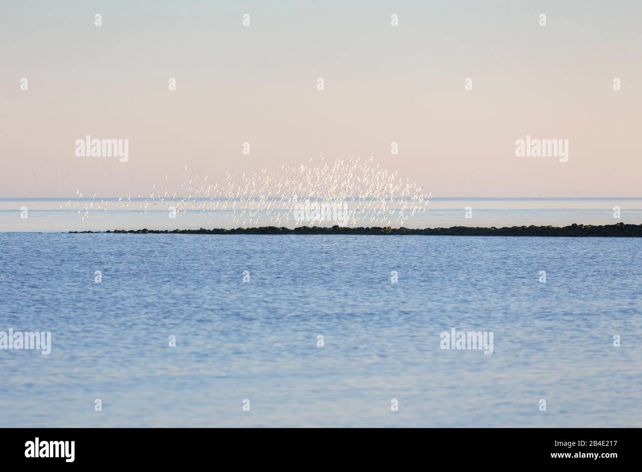 Europe, Germany, Lower Saxony, Otterndorf, A flock of wintering Sanderlinge (Calidris alba) in the morning flight over the Elbe estuary, Here the birds show the white plumage of their ventral side, Stock Photo