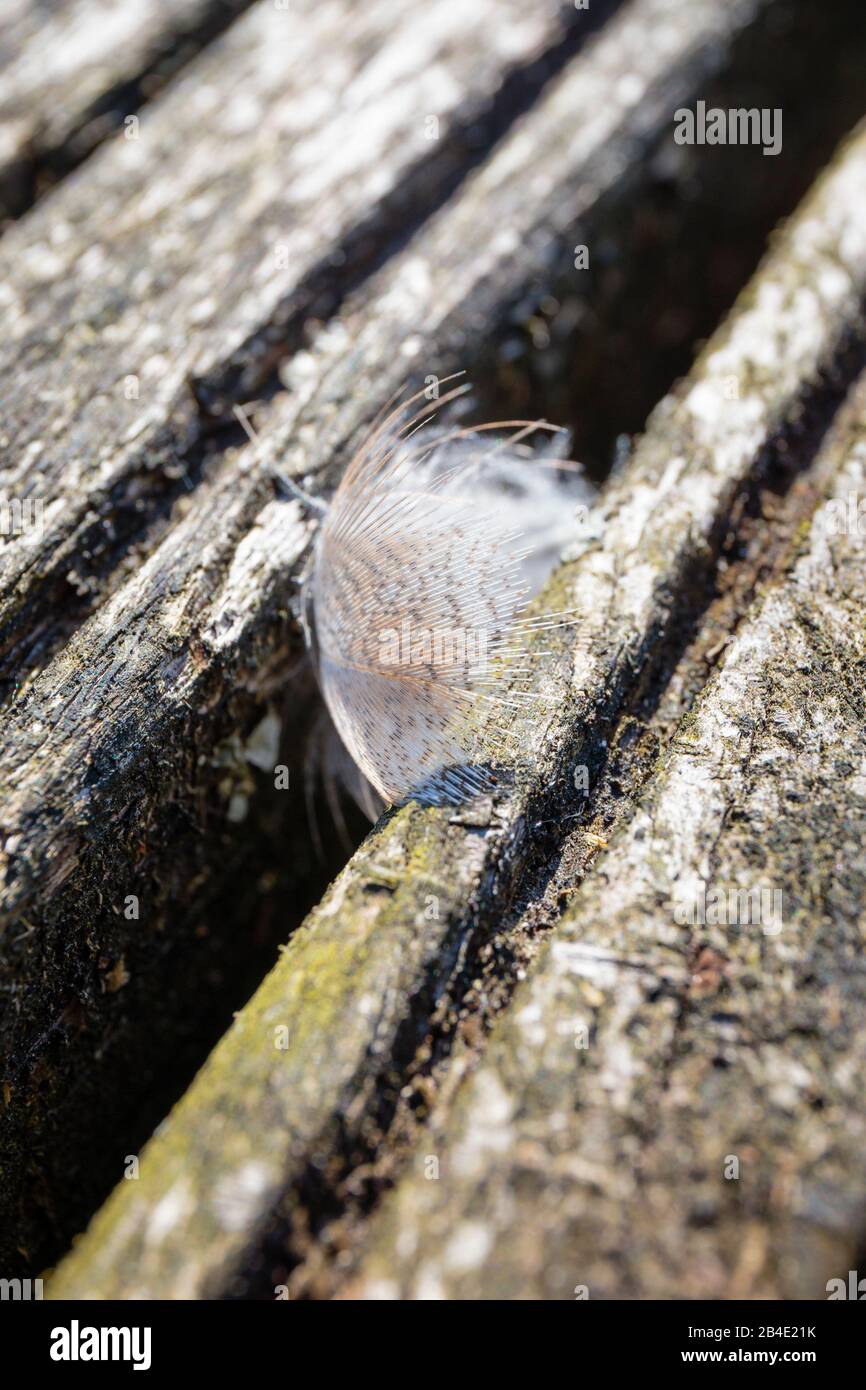 Europe, Germany, Lower Saxony, Otterndorf, Small mallard feather (Anas platyrhynchos), on a boardwalk in the morning light, Stock Photo