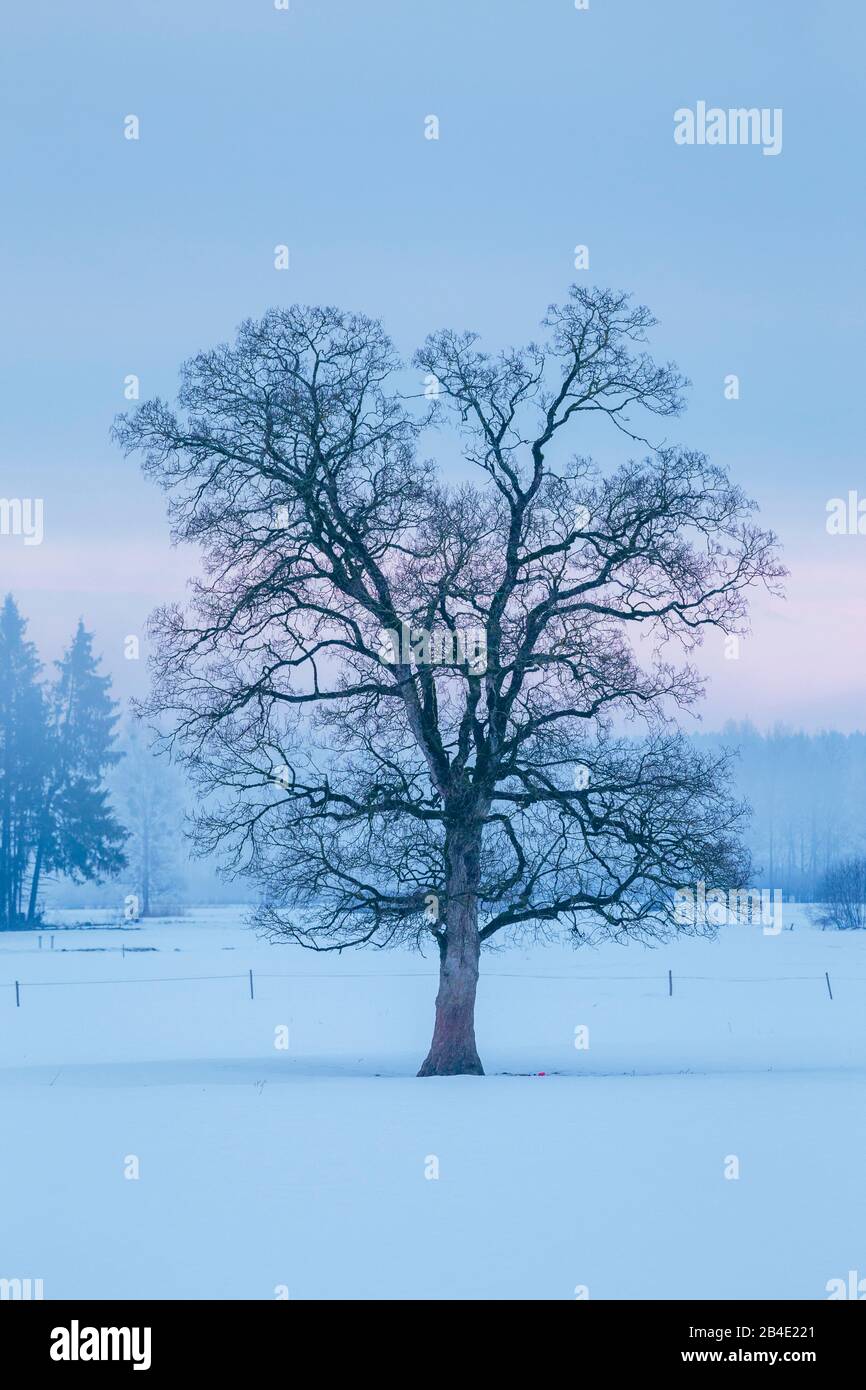Europa, Deutschland, Bayern, Benediktbeuren, Entlaubter Baum in zartnebliger Winterstimmung nahe dem ehem, Kloster Benediktbeuren, Stock Photo