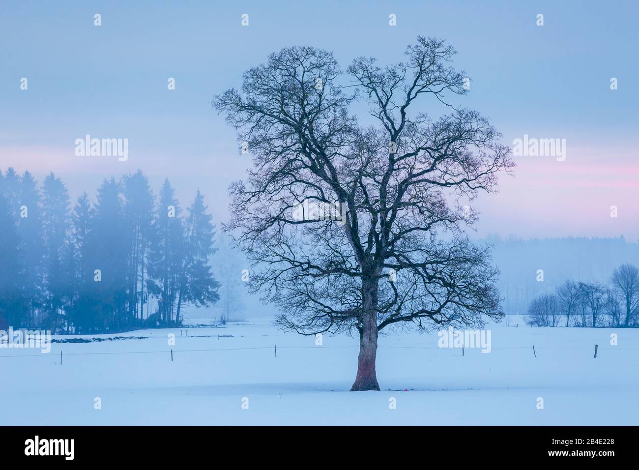 Europa, Deutschland, Bayern, Benediktbeuren, Entlaubter Baum in zartnebliger Winterstimmung nahe dem ehem, Kloster Benediktbeuren, Stock Photo