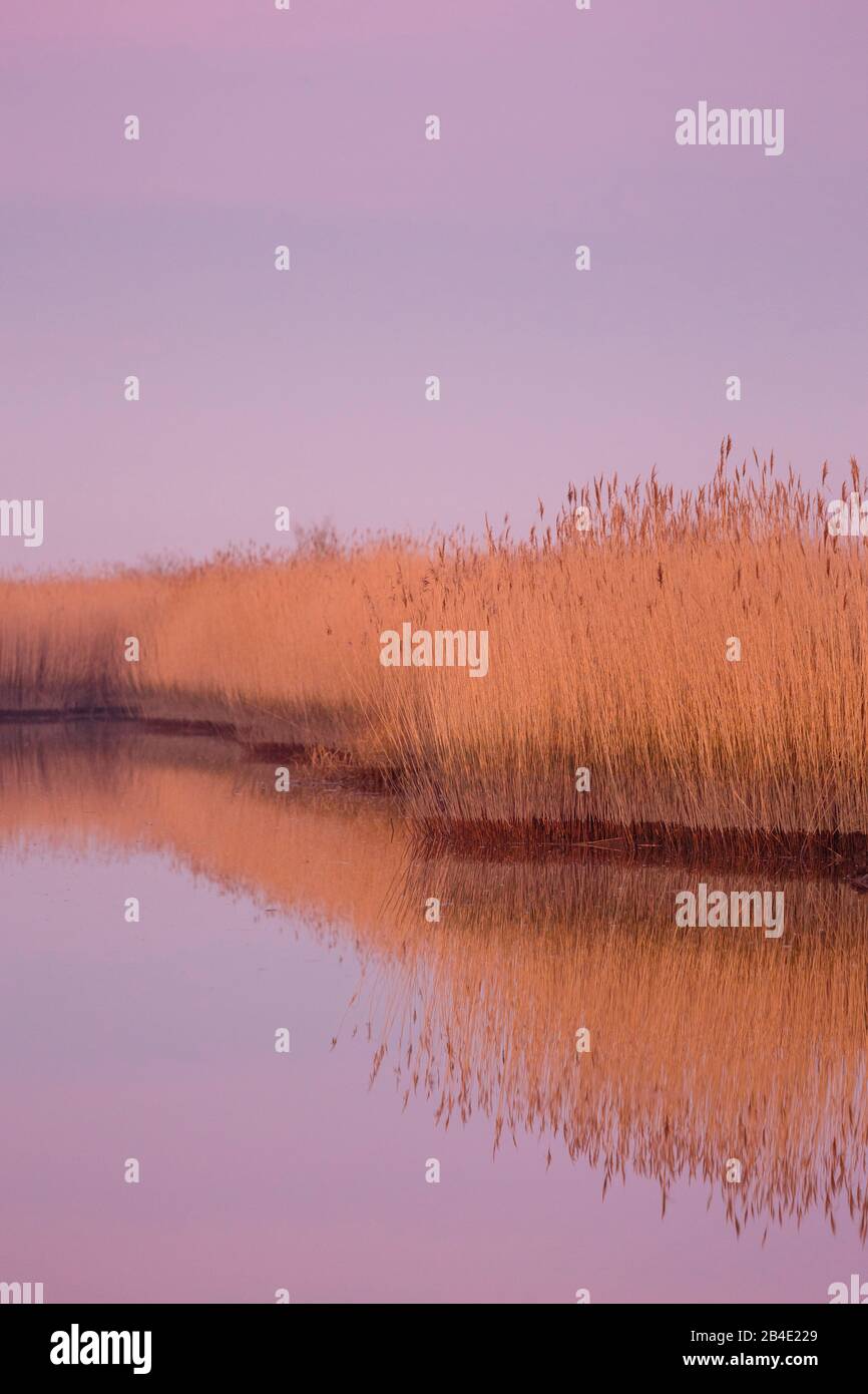 Europe, Germany, Lower Saxony, Otterndorf, riparian zone with reeds at dusk (Phragmites australis, Phragmites communis), Stock Photo