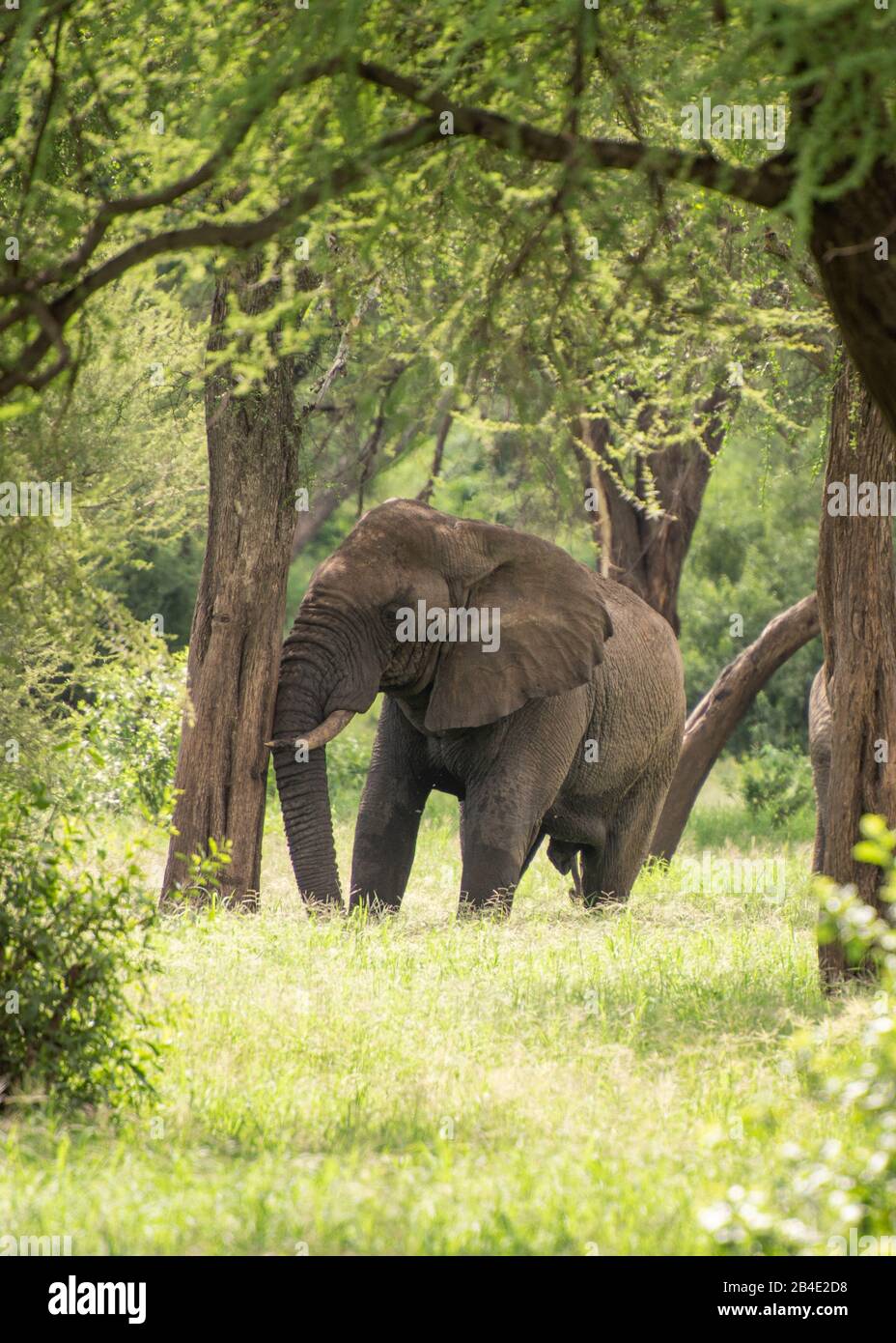 A foot, tent and jeep safari through northern Tanzania at the end of the rainy season in May. National Parks Serengeti, Ngorongoro Crater, Tarangire, Arusha and Lake Manyara. Elephant in the African bush. Stock Photo