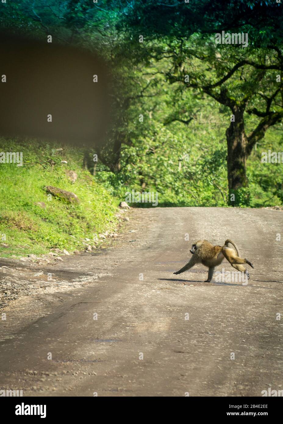A foot, tent and jeep safari through northern Tanzania at the end of the rainy season in May. National Parks Serengeti, Ngorongoro Crater, Tarangire, Arusha and Lake Manyara. Baboon crosses a road through the African bush, photographed through the front window of a jeep. Stock Photo