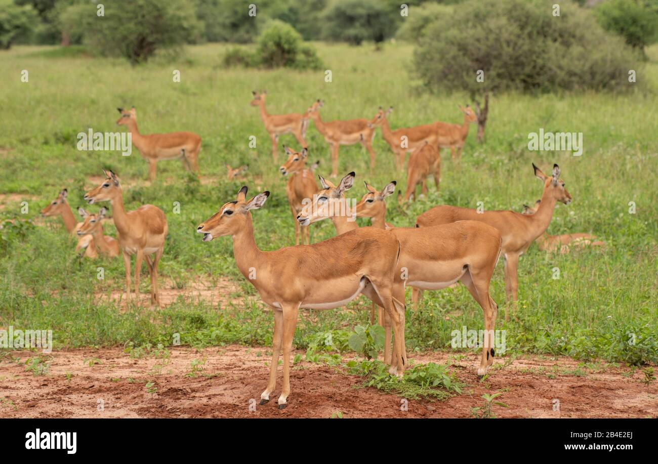 A foot, tent and jeep safari through northern Tanzania at the end of