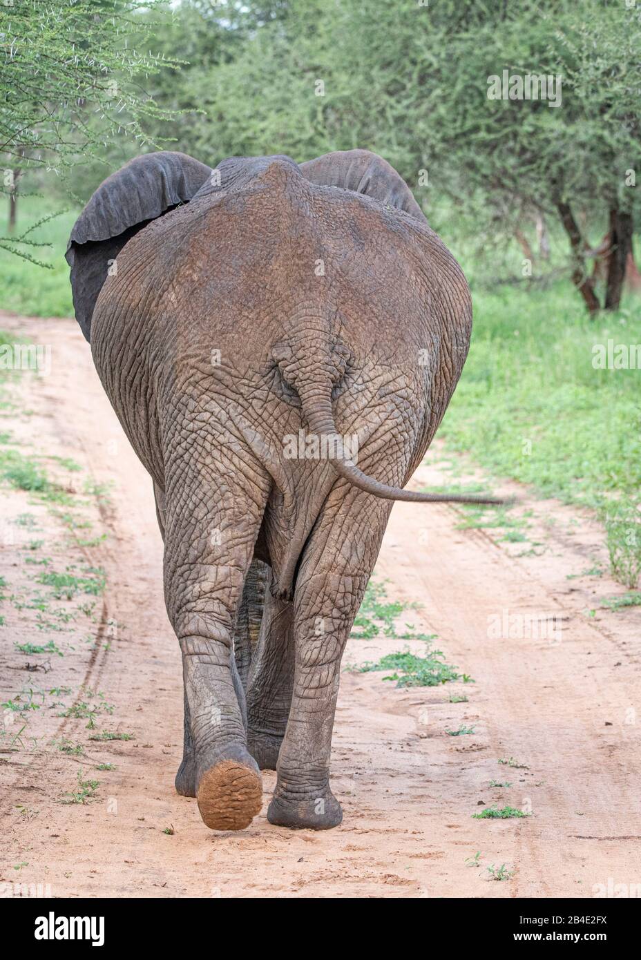 A foot, tent and jeep safari through northern Tanzania at the end of the rainy season in May. National Parks Serengeti, Ngorongoro Crater, Tarangire, Arusha and Lake Manyara. Elephant goes clearly over a sand path in the African savannah, back view, sole of the foot Stock Photo