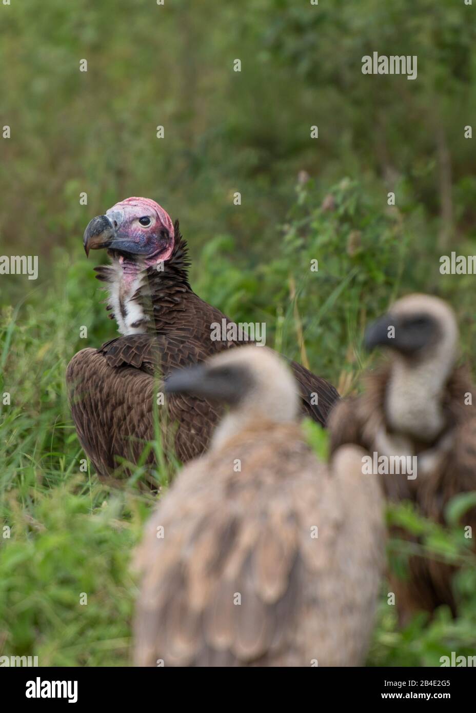 A foot, tent and jeep safari through northern Tanzania at the end of