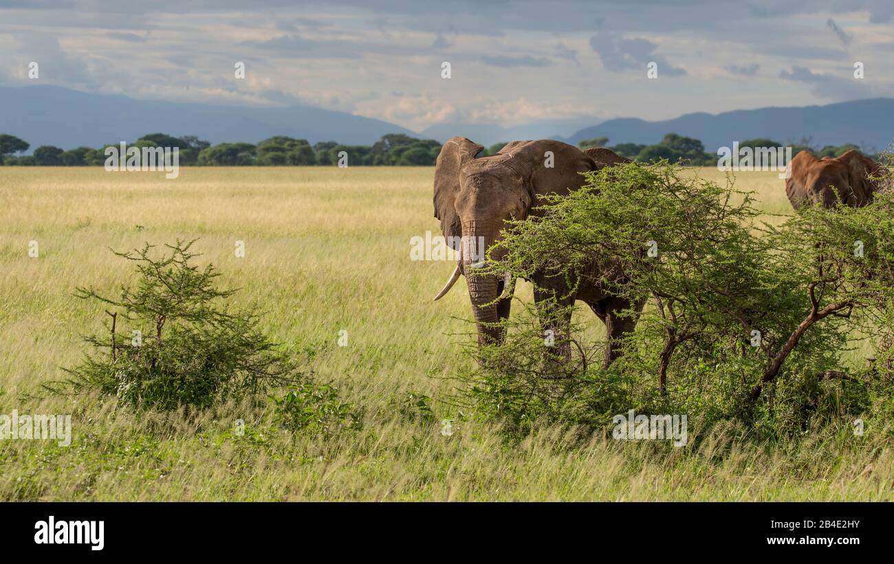 A foot, tent and jeep safari through northern Tanzania at the end of