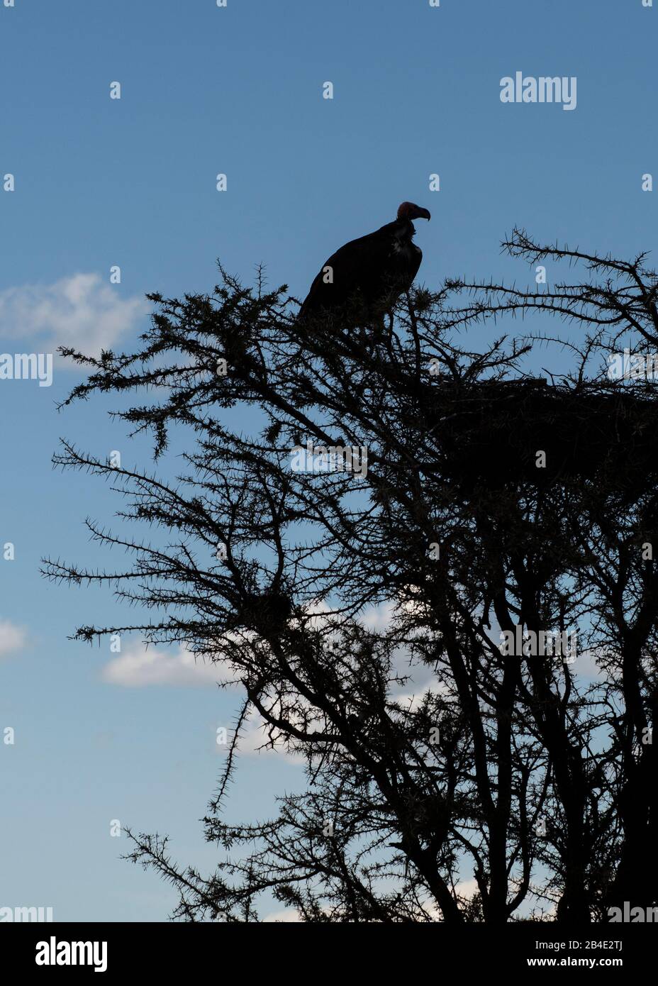 A foot, tent and jeep safari through northern Tanzania at the end of the rainy season in May. National Parks Serengeti, Ngorongoro Crater, Tarangire, Arusha and Lake Manyara. Vulture on a tree with eyrie, silhouette Stock Photo