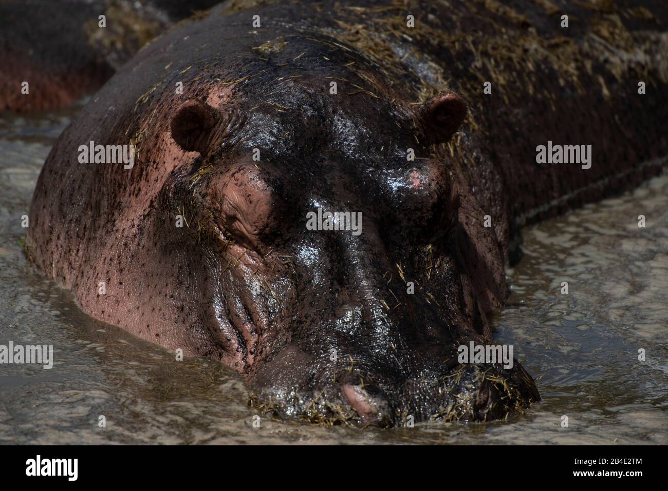 A foot, tent and jeep safari through northern Tanzania at the end of the rainy season in May. National Parks Serengeti, Ngorongoro Crater, Tarangire, Arusha and Lake Manyara. Hippo, close-up Stock Photo