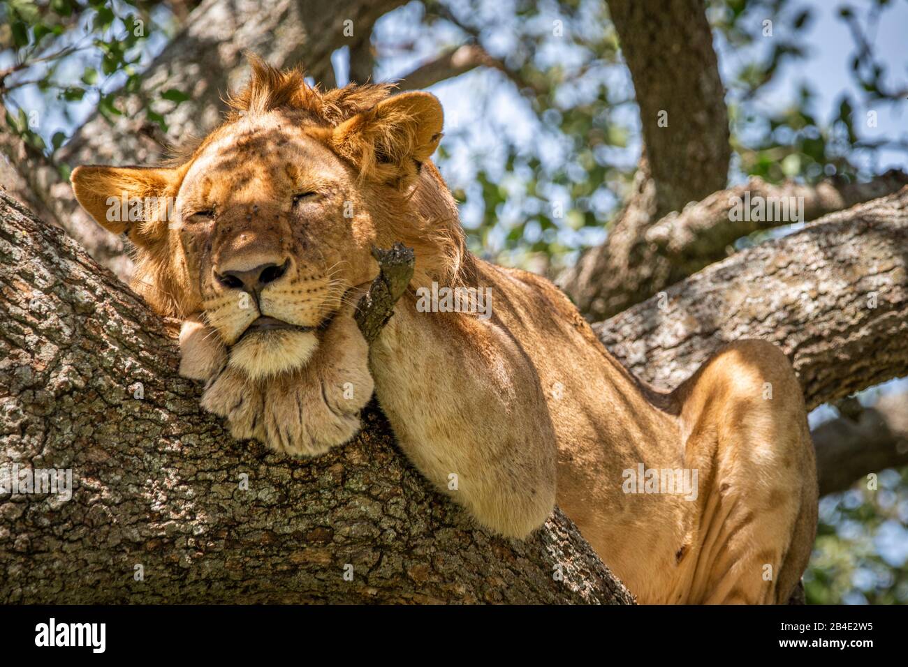 A foot, tent and jeep safari through northern Tanzania at the end of the rainy season in May. National Parks Serengeti, Ngorongoro Crater, Tarangire, Arusha and Lake Manyara. Lions climbing trees and sleeping there ... - in the Serengeti. Stock Photo