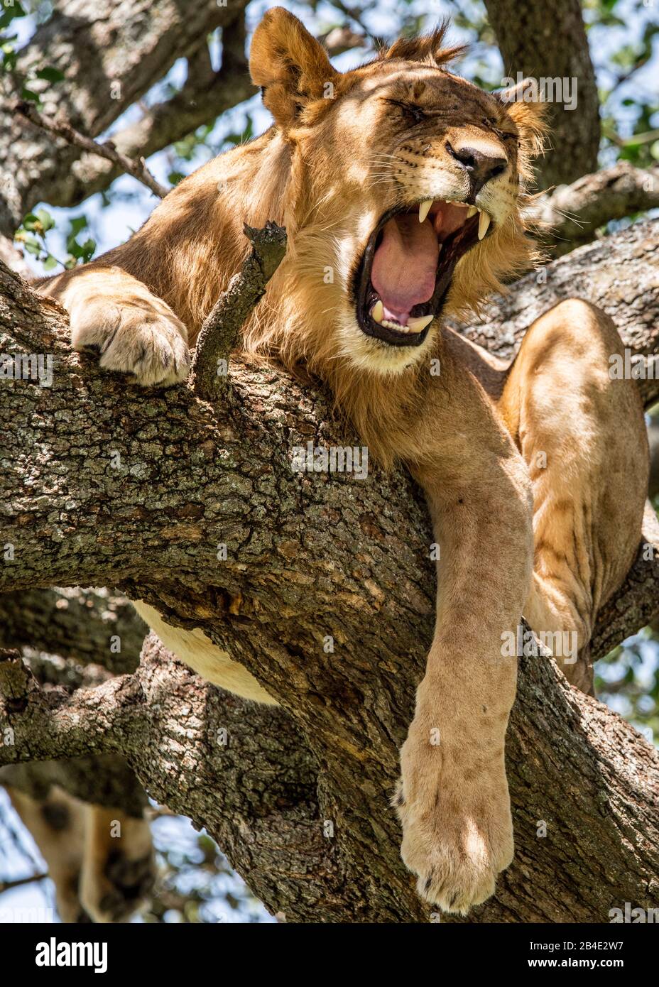 A foot, tent and jeep safari through northern Tanzania at the end of the rainy season in May. National Parks Serengeti, Ngorongoro Crater, Tarangire, Arusha and Lake Manyara. Lions climbing trees and sleeping there ... - in the Serengeti. Yawning tree lion. Stock Photo