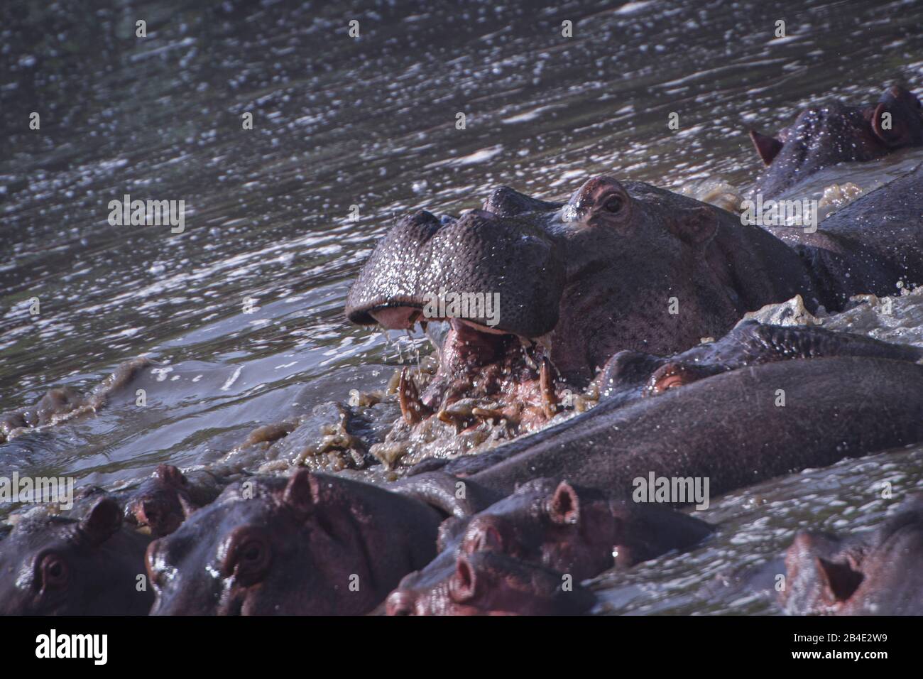 A foot, tent and jeep safari through northern Tanzania at the end of the rainy season in May. National Parks Serengeti, Ngorongoro Crater, Tarangire, Arusha and Lake Manyara. Hippos in the water, a hippo opens its mouth Stock Photo