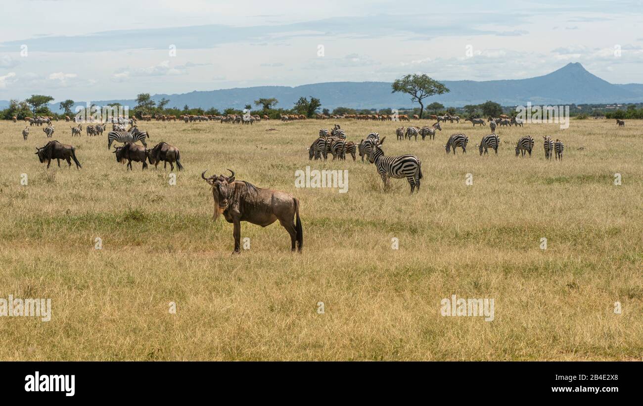 A foot, tent and jeep safari through northern Tanzania at the end of