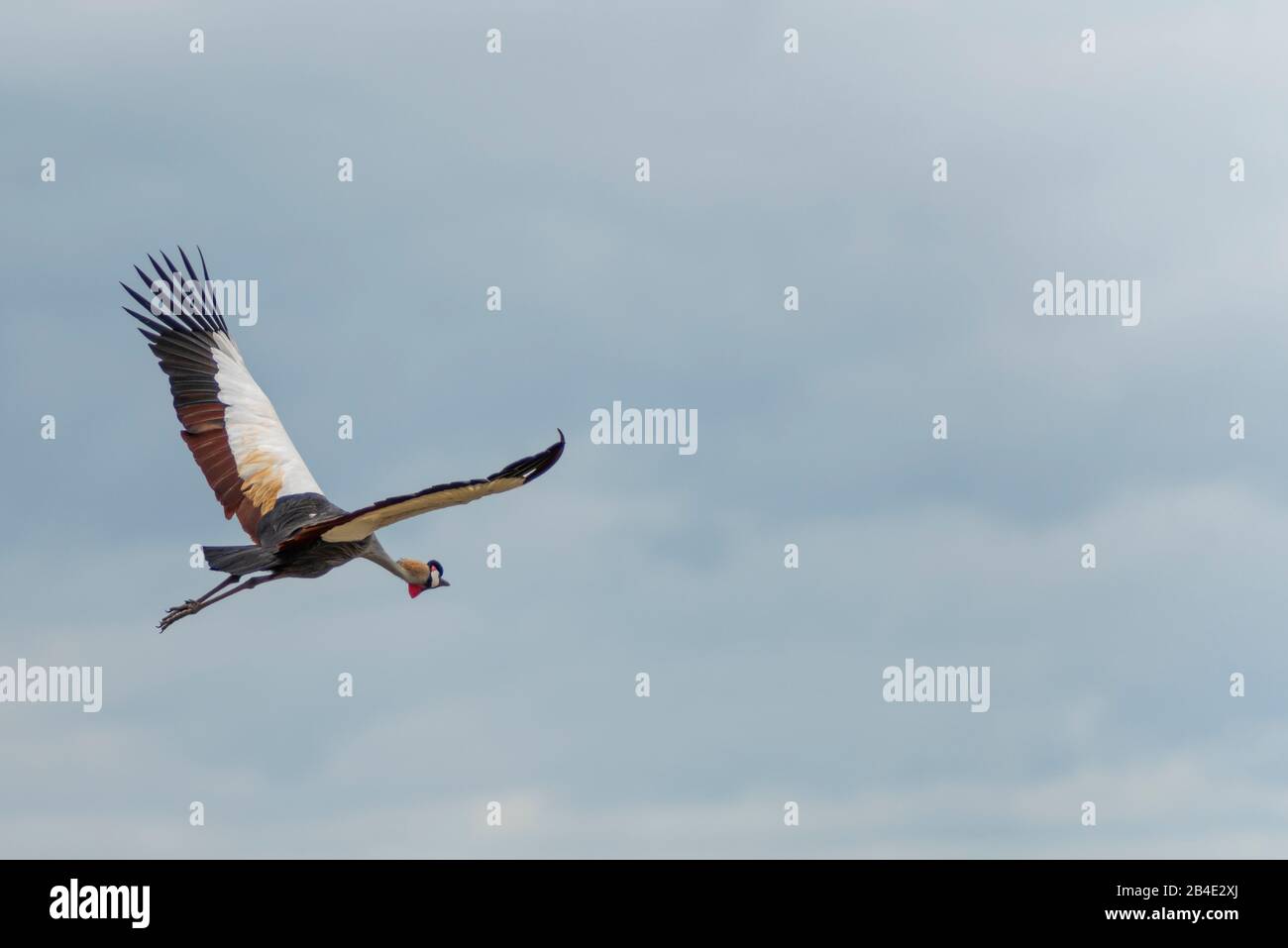 A foot, tent and jeep safari through northern Tanzania at the end of the rainy season in May. National Parks Serengeti, Ngorongoro Crater, Tarangire, Arusha and Lake Manyara. Crowned crane in flight. Stock Photo